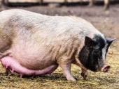 Искусственный интеллект будет выявлять беременность у свиней